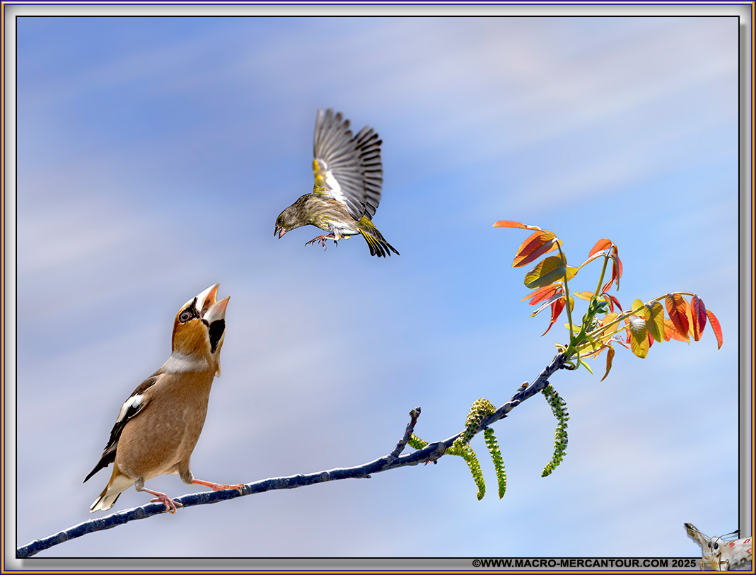 Tarin des Aulnes et Gros bec